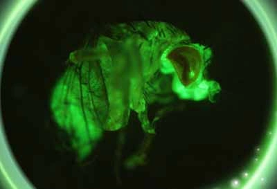 Fluorescence Observation Kit